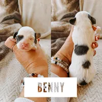 Benny, a male Cavapoo for sale in Columbia City, IN – Photo 5 of 5