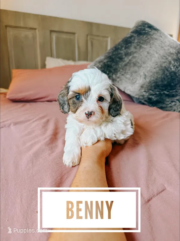Benny – Cavapoo puppy for sale in Columbia City, IN