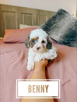 Benny, a male Cavapoo for sale in Columbia City, IN – Photo 2 of 5