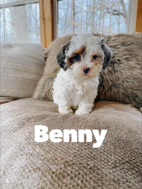 Benny – Cavapoo puppy for sale in Columbia City, IN
