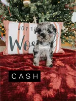 Cash, a male Poodle - Toy  for sale in Columbia City, IN – Photo 2 of 3
