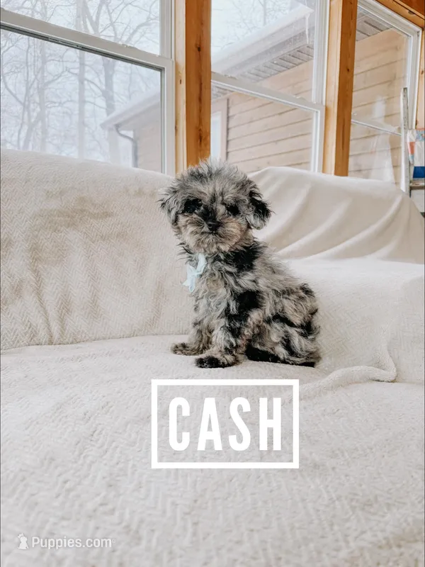 Cash