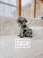 Cash, a male Poodle - Toy  for sale in Columbia City, IN – Photo 1 of 3