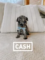 Cash, a male Poodle - Toy  for sale in Columbia City, IN – Photo 3 of 3