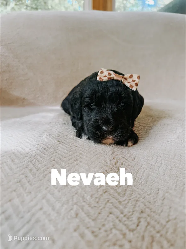 Nevaeh  – Saint Berdoodle puppy for sale in Columbia City, IN