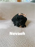Nevaeh , a female Saint Berdoodle for sale in Columbia City, IN – 1 of 1