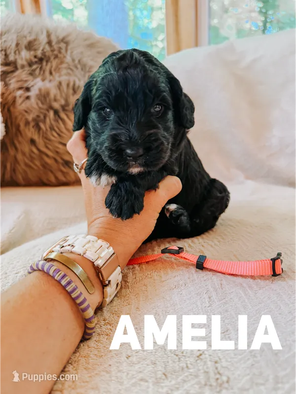 Amelia  – Goldendoodle puppy for sale in Columbia City, IN