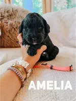 Amelia , a female Goldendoodle for sale in Columbia City, IN – 1 of 1