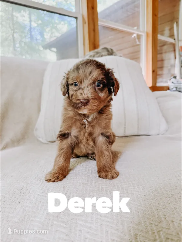 Derek  – Aussiedoodle puppy for sale in Columbia City, IN