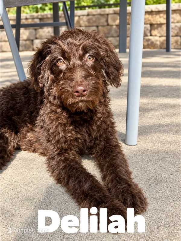 Delilah  – Aussiedoodle puppy for sale in Columbia City, IN