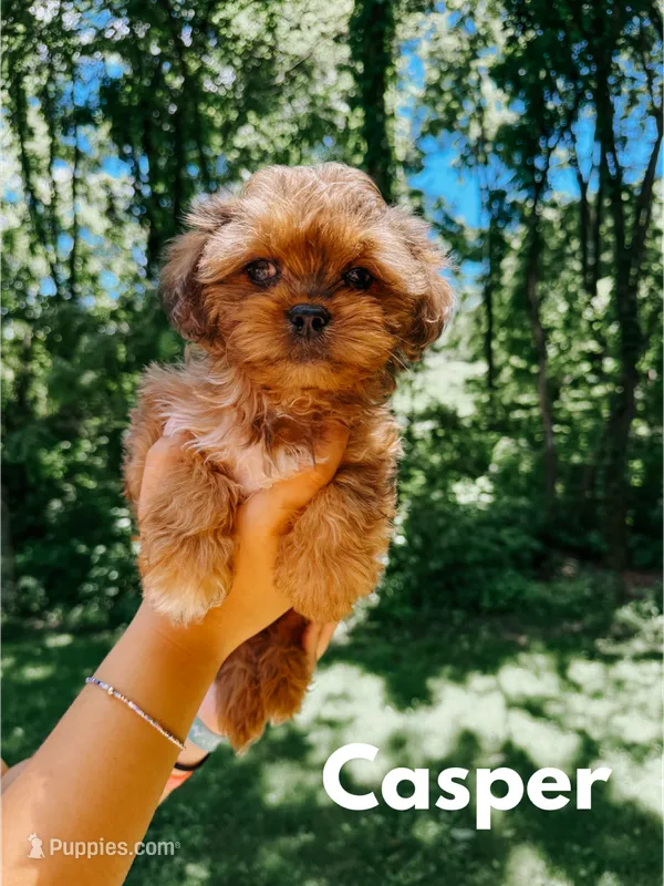 Casper – Shihpoo puppy for sale in Columbia City, IN