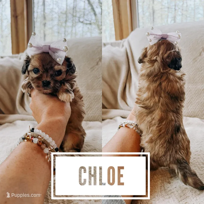 Chloe  – Shihpoo puppy for sale in Columbia City, IN