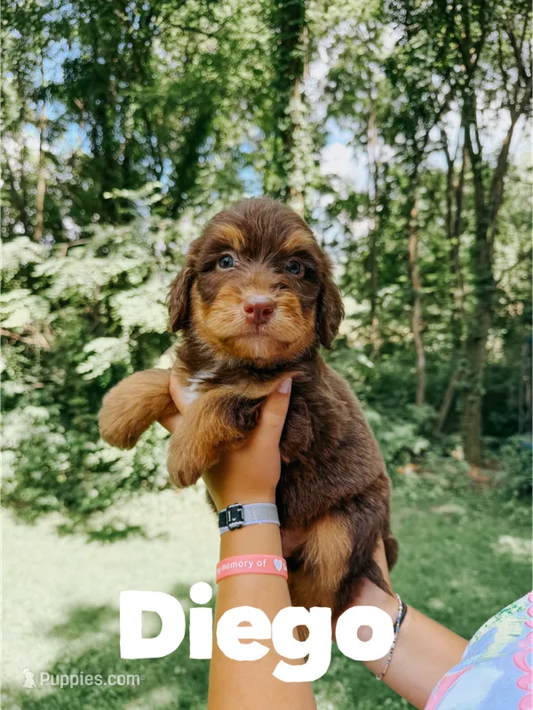 Diego  – Aussiedoodle puppy for sale in Columbia City, IN