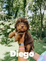 Diego , a male Aussiedoodle for sale in Columbia City, IN – 1 of 4