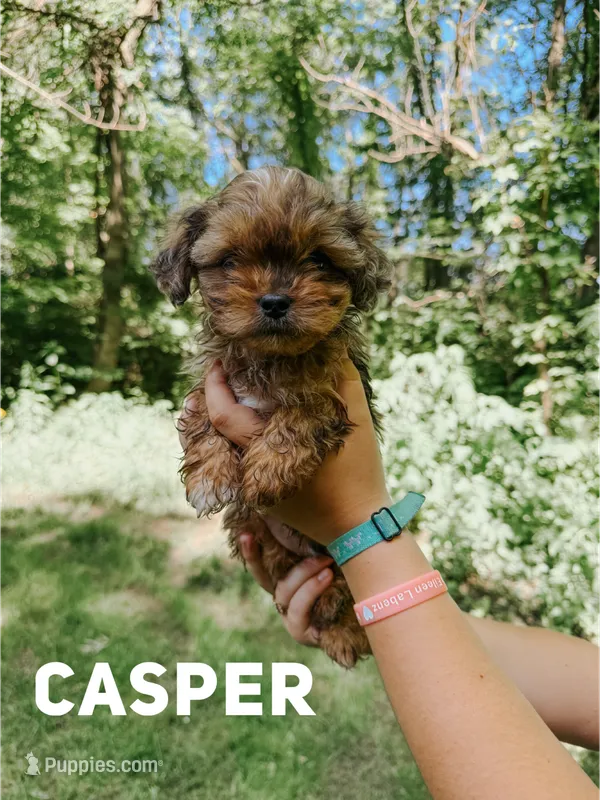 Casper – Shihpoo puppy for sale in Columbia City, IN