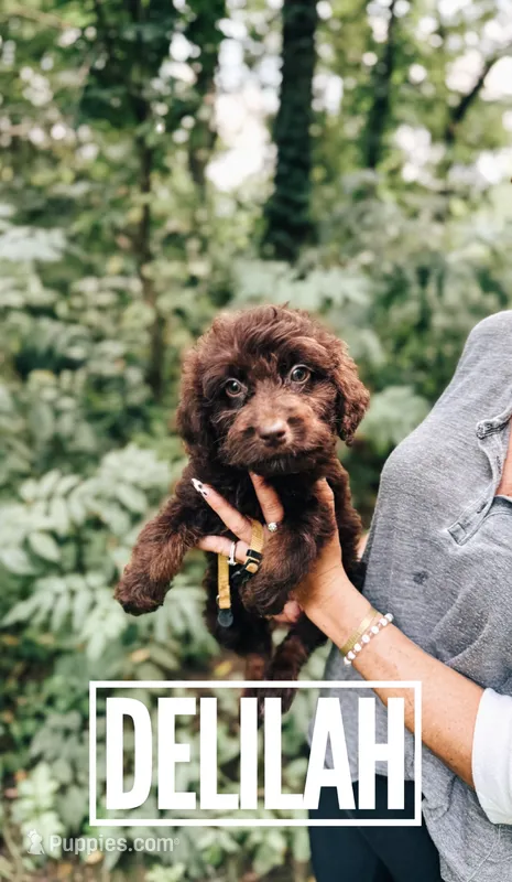 Delilah  – Aussiedoodle puppy for sale in Columbia City, IN
