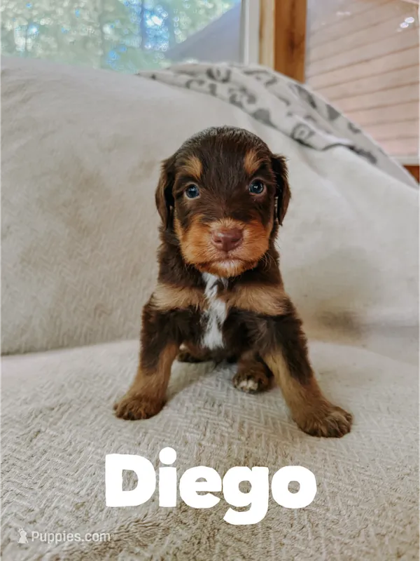 Diego  – Aussiedoodle puppy for sale in Columbia City, IN