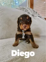 Diego , a male Aussiedoodle for sale in Columbia City, IN – 3 of 4