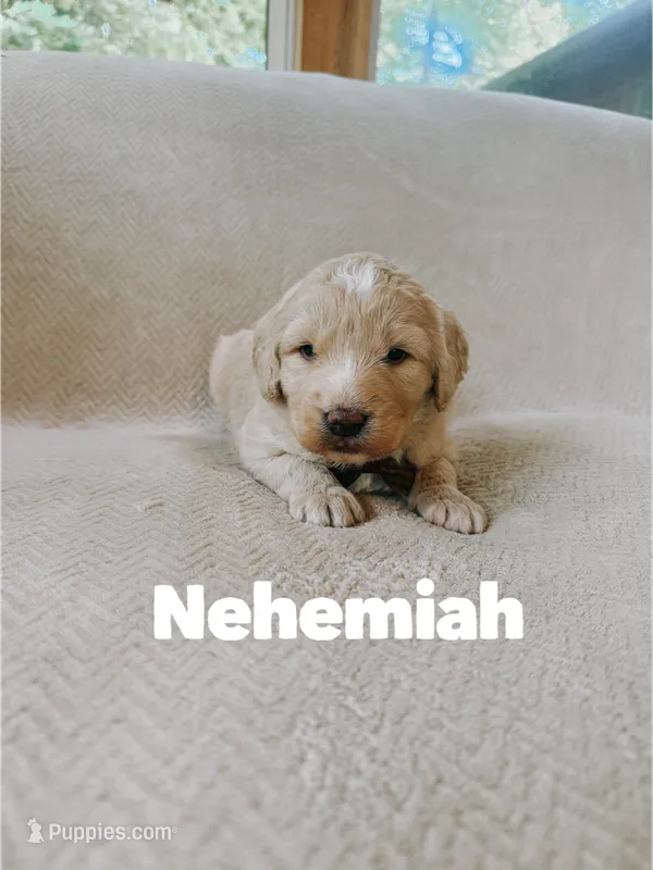 Nehemiah – Saint Berdoodle puppy for sale in Columbia City, IN