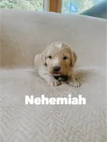 Nehemiah, a male Saint Berdoodle for sale in Columbia City, IN – 1 of 1