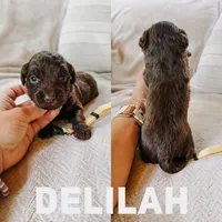 Delilah , a female Aussiedoodle for sale in Columbia City, IN – 1 of 3