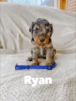 Ryan, a male Goldendoodle for sale in Columbia City, IN – Photo 2 of 2