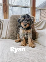 Ryan, a male Goldendoodle for sale in Columbia City, IN – Photo 1 of 2
