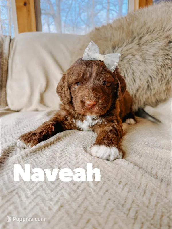 Neveah  – Saint Berdoodle puppy for sale in Columbia City, IN