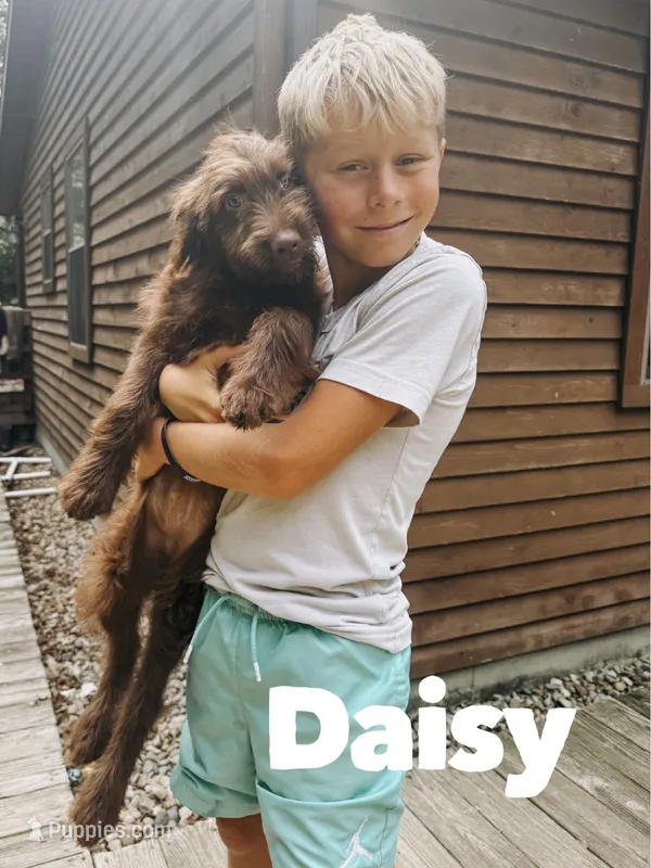 Daisy  – Aussiedoodle puppy for sale in Columbia City, IN
