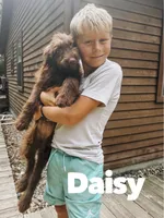 Daisy , a female Aussiedoodle for sale in Columbia City, IN – 1 of 8