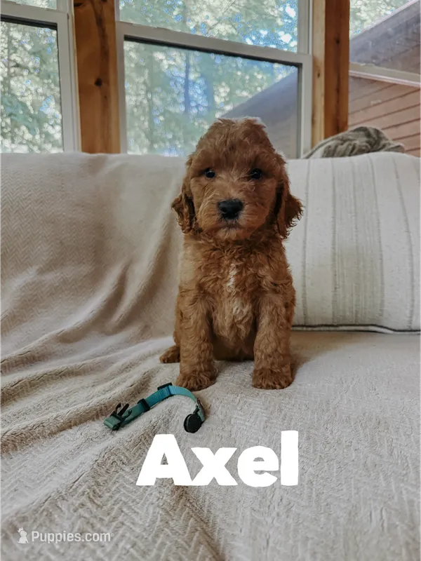 Axel – Goldendoodle puppy for sale in Columbia City, IN