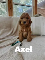 Axel, a male Goldendoodle for sale in Columbia City, IN – 2 of 4