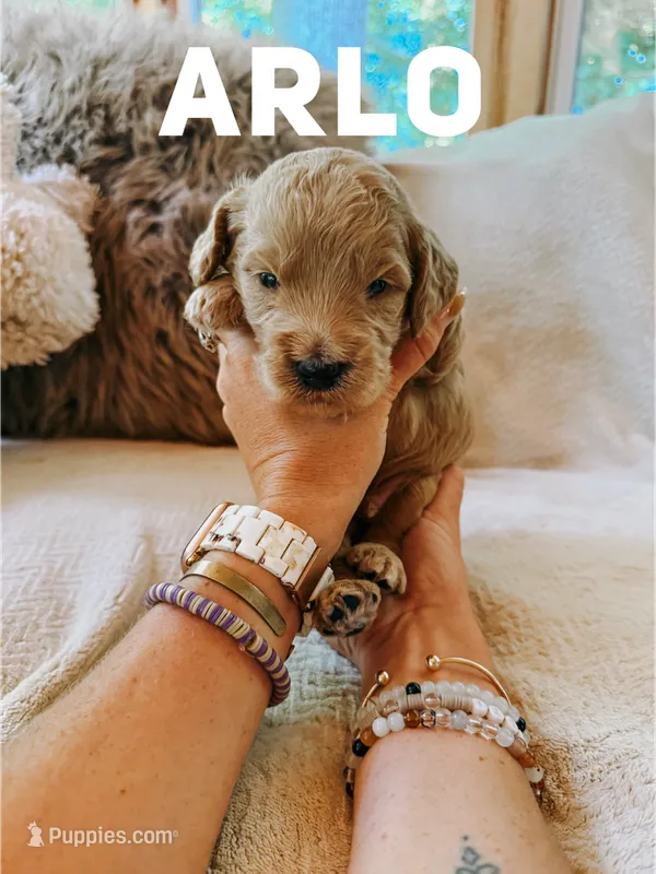 Arlo  – Goldendoodle puppy for sale in Columbia City, IN