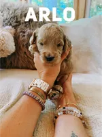 Arlo , a male Goldendoodle for sale in Columbia City, IN – 1 of 1