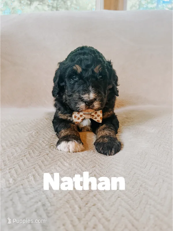 Nathan  – Saint Berdoodle puppy for sale in Columbia City, IN