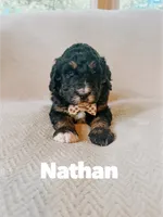 Nathan , a male Saint Berdoodle for sale in Columbia City, IN – 1 of 1