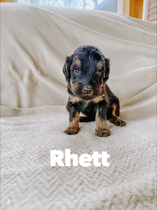 Rhett  – Goldendoodle puppy for sale in Columbia City, IN
