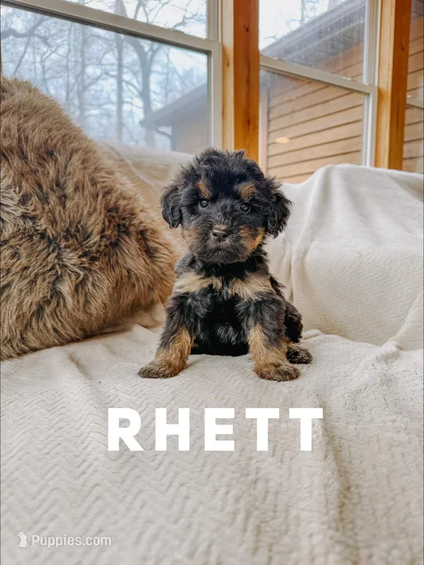 Rhett  – Goldendoodle puppy for sale in Columbia City, IN