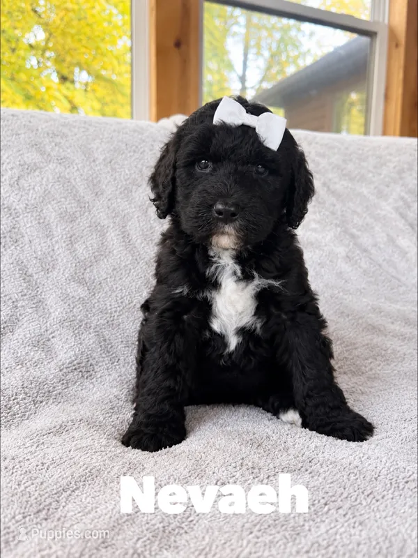 Nevaeh  – Saint Berdoodle puppy on hold in Columbia City, IN