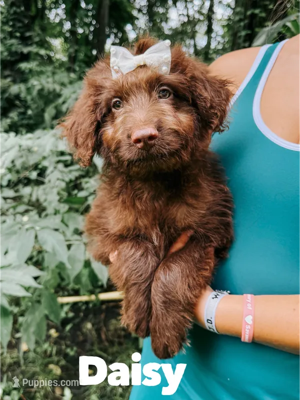Daisy  – Aussiedoodle puppy for sale in Columbia City, IN