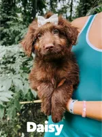 Daisy , a female Aussiedoodle for sale in Columbia City, IN – 3 of 8