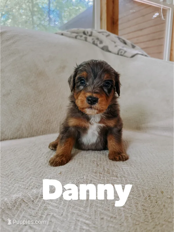 Danny  – Aussiedoodle puppy for sale in Columbia City, IN