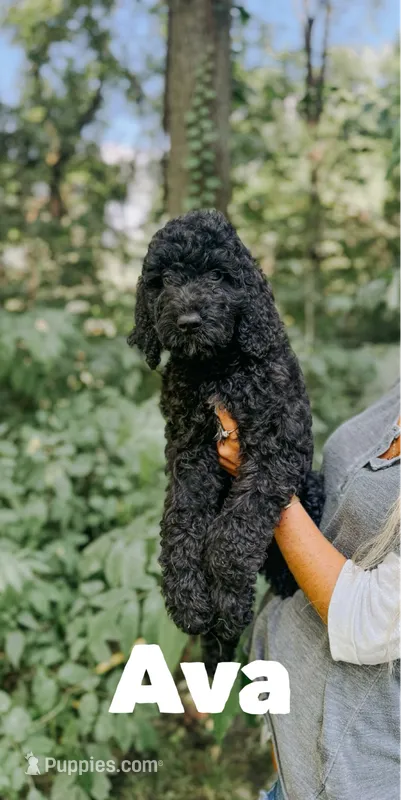 Ava – Goldendoodle puppy for sale in Columbia City, IN