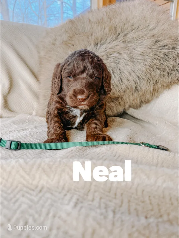 Neal – Saint Berdoodle puppy for sale in Columbia City, IN