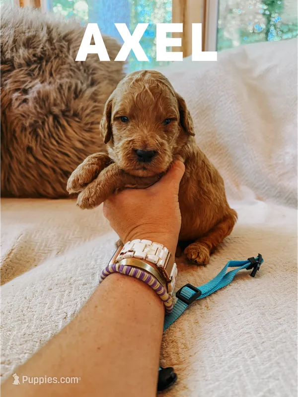 Axel – Goldendoodle puppy for sale in Columbia City, IN