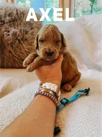 Axel, a male Goldendoodle for sale in Columbia City, IN – 1 of 1