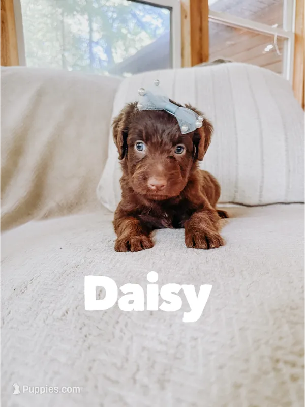 Daisy  – Aussiedoodle puppy for sale in Columbia City, IN