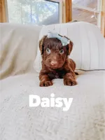 Daisy , a female Aussiedoodle for sale in Columbia City, IN – 2 of 4