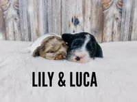 Lily, a female Cockapoo for sale in Columbia City, IN – Photo 2 of 2