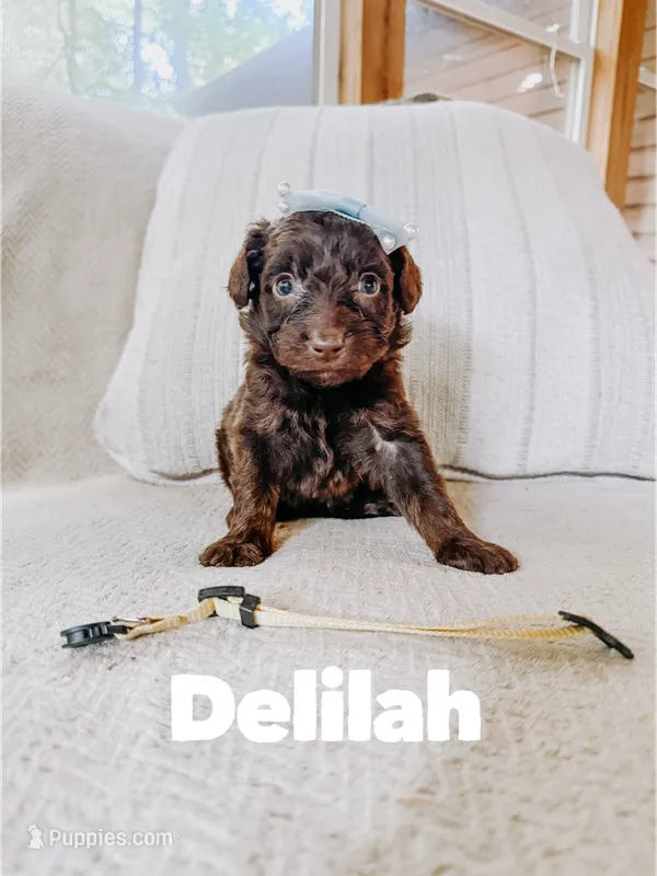 Delilah  – Aussiedoodle puppy for sale in Columbia City, IN
